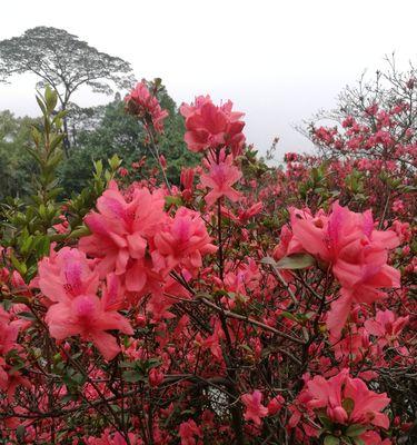 红色杜鹃花的寓意与象征（赋予生命以激情与坚韧）