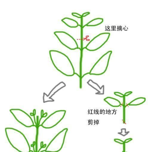 天竺葵叶子为什么会发蔫（掌握这些补救方法）