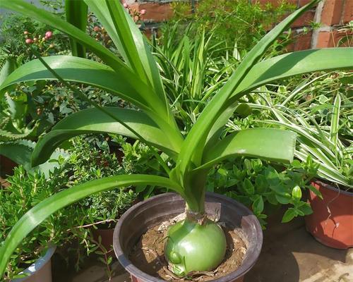 田七盆栽的种植和养护指南（掌握种植技巧）