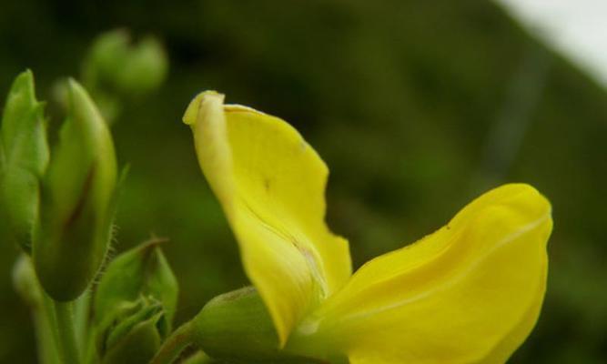 黄百合花（花语解读｜传递爱与美好的黄百合花）