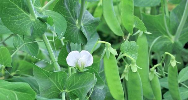 甜菜根的种植技术与要点（从时间到方法全面了解甜菜根的种植）