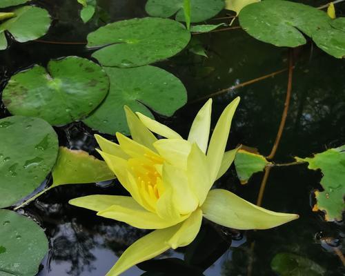 黄色睡莲（花语与寓意）