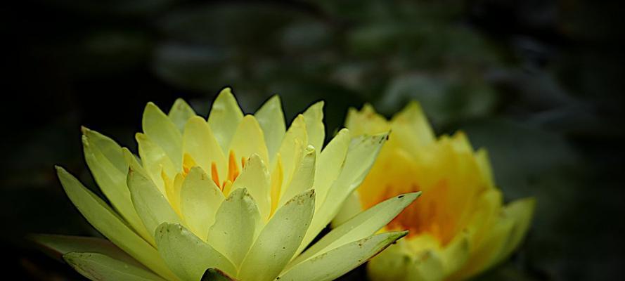 黄色睡莲（花语与寓意）