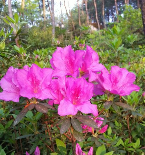 黄山市花杜鹃花的象征与意义（探秘黄山市花的美丽传说与文化内涵）