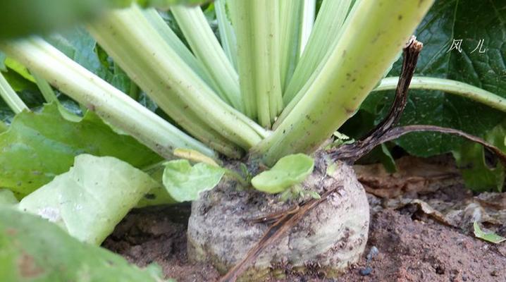 甜甜蜜蜜——甜甘蔗最佳收割时间（探寻甜蔗的最佳成熟时机）