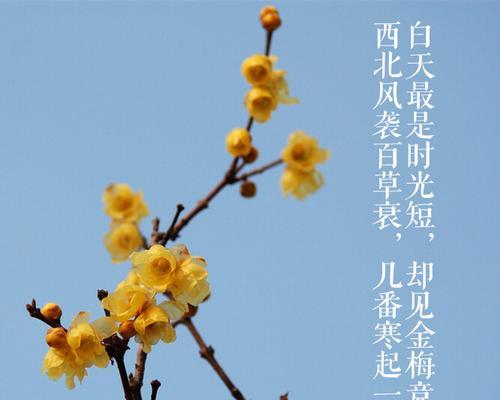 金鸡菊的花语和寓意（揭示金鸡菊背后的花语）