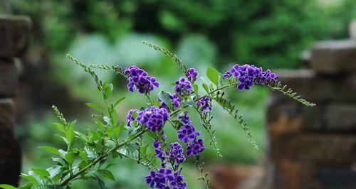 金露花的花语和寓意（揭开金露花的花语和寓意）