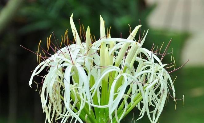 晋江市的市花白兰花的象征意义（传承与繁荣——晋江市花白兰花的美丽故事）