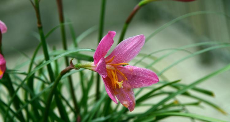 韭莲花语（以韭莲花语探索人生的奥秘）