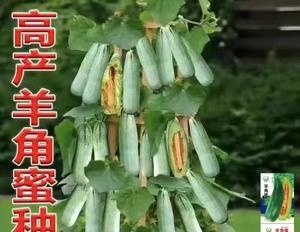 甜瓜种子最佳种植时间（掌握种植技巧）