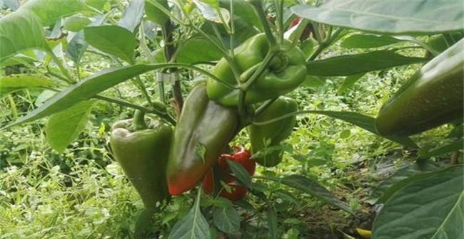 甜椒种植技巧（掌握最佳时机）