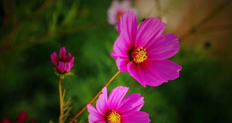 格桑花的象征寓意与市花的意义（市花格桑花）