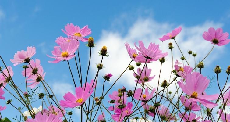 格桑花的象征寓意与市花的意义（市花格桑花）