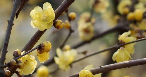 腊梅花的花语与代表意义（传递温暖与希望的独特花卉——腊梅花）