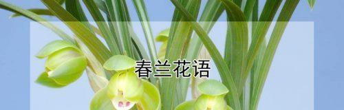 兰花的花语和寓意（探秘兰花的深刻内涵和象征意义）