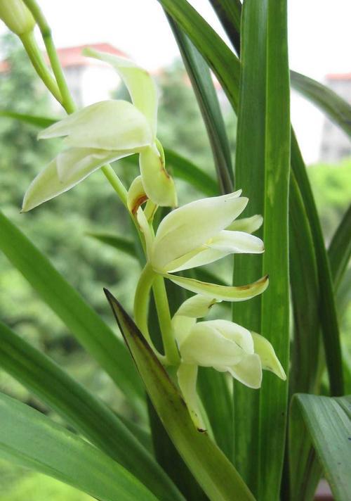 铁骨素兰花的开花特点（一年多少次开花）