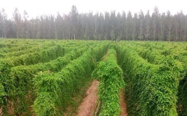 铁棍山药的季节与成熟期剖析（了解铁棍山药的生长环境与收成时间）