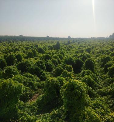 铁棍山药的收获时间与技巧（掌握收获的时间）