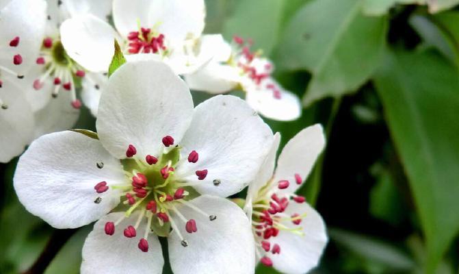 梨花花语与其代表意义的探究（探索梨花的美丽与深意）