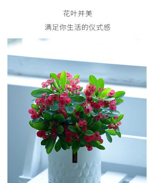 铁海棠——卧室的理想植物？