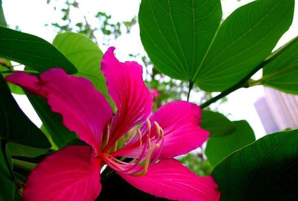 洋紫荆花（探索洋紫荆花的文化内涵与社会价值）