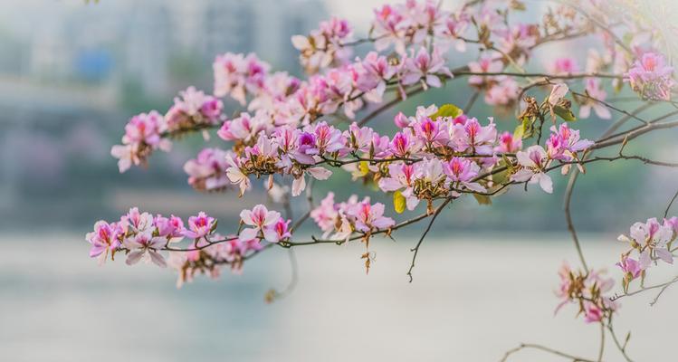 洋紫荆花（探索洋紫荆花的文化内涵与社会价值）