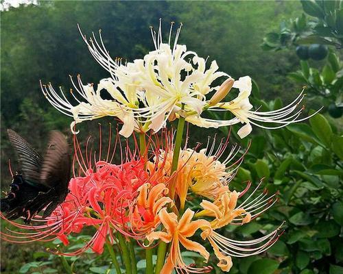 龙爪花的寓意与象征（揭示龙爪花的神秘面纱）