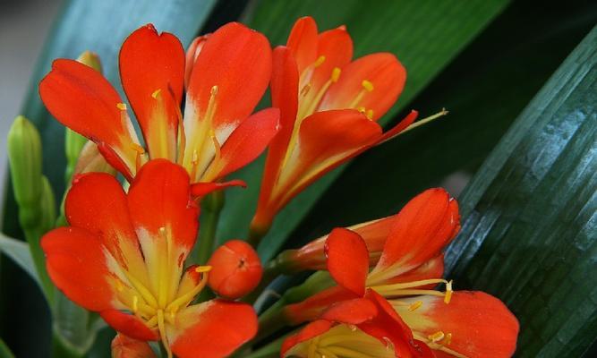 长春市花君子兰的花语寓意（探寻君子兰花语）