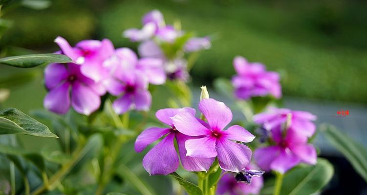 长春花（长春花的意义与传承）