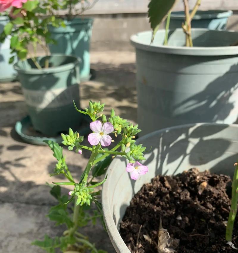 萝卜开花的神奇寓意（揭开萝卜开花背后的意义与象征）