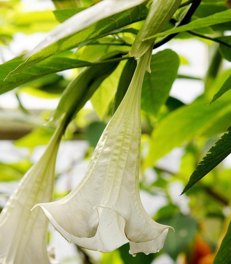 曼陀罗花的象征意义与文化传承（揭开曼陀罗花的神秘面纱）