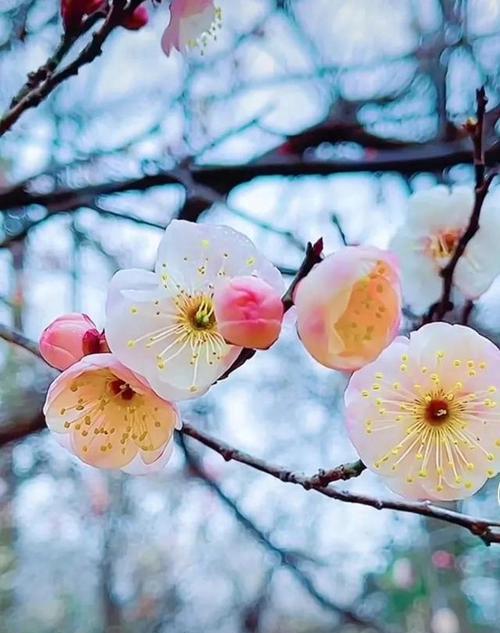 梅花（探寻梅花的花语之美）