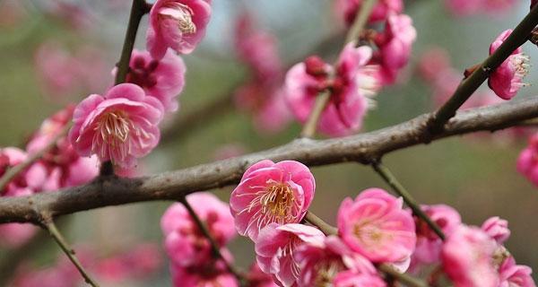 梅花（探寻梅花的花语之美）