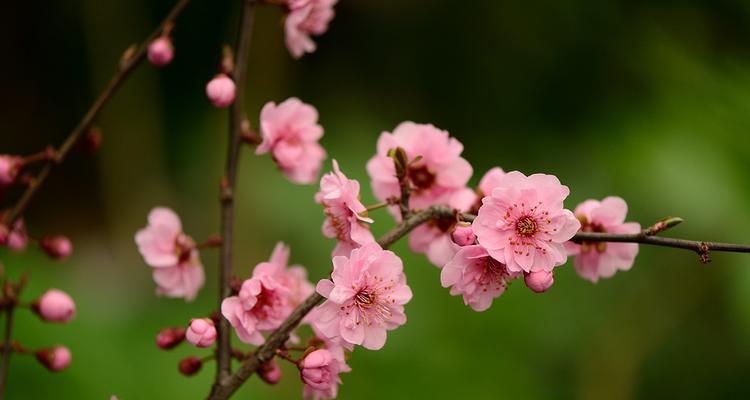 梅花与十二生肖的象征意义（梅花）