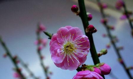 梅花花语的象征与寓意（优雅坚强的梅花）