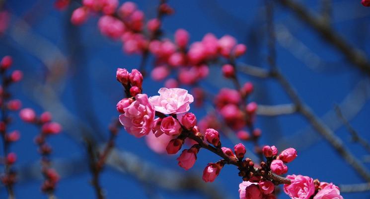 梅花之美（探寻梅花背后的品质和象征意义）