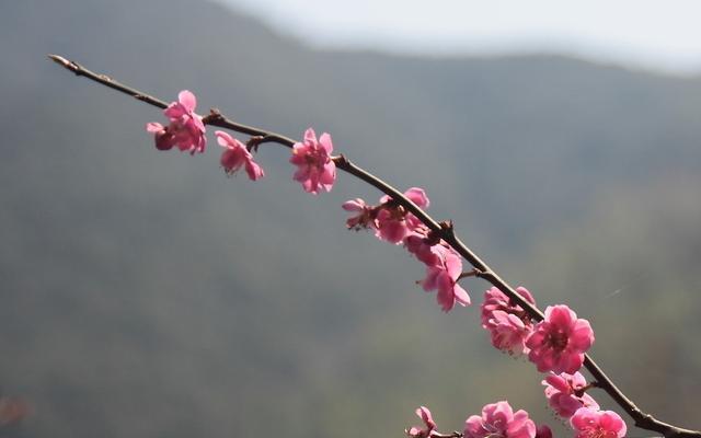 梅花之美（探寻梅花背后的品质和象征意义）