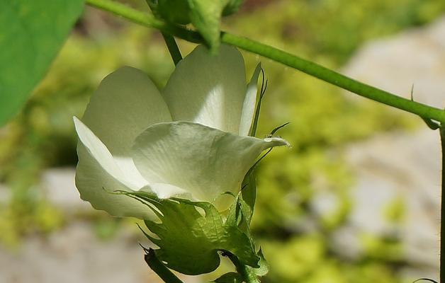 棉花的花语与意义——纯洁与温暖的象征（探寻棉花的花语）