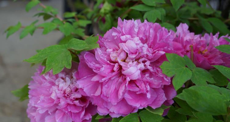 牡丹花的象征意义（美丽与繁荣的花朵—牡丹花）