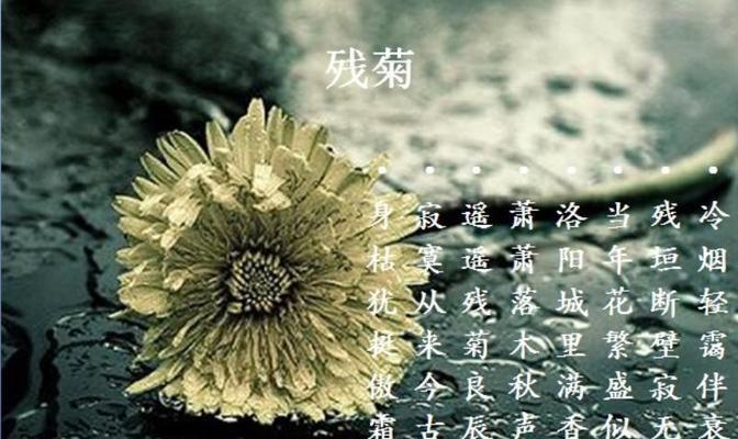 《牡丹菊的花语和寓意》（探秘花海中的感受与祝福）