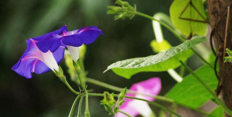 牵牛花的花语和象征意义（探索牵牛花的隐含寓意）