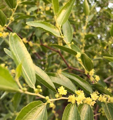 沙枣花（一朵花）