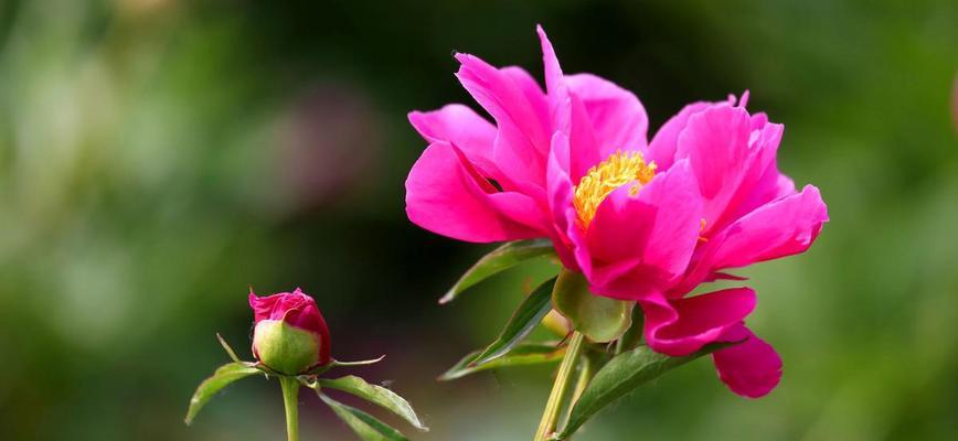 芍药花语（以芍药花为媒介）