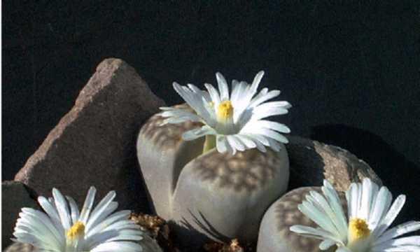 生石花开花的寓意与含义（以生石花开花为主题的花艺研究）