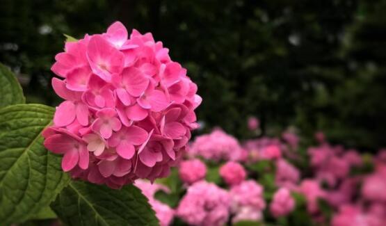 爱情永恒的象征——玫瑰花（用玫瑰花传递永恒的爱意）