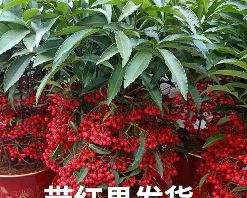 富贵之花（花开财富）