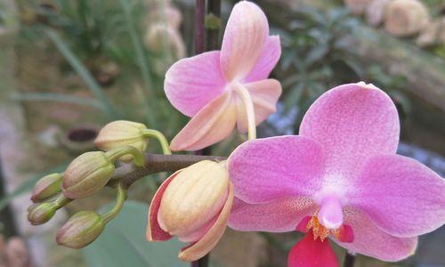 寂静花开（孤傲清冷的花朵如何绽放）