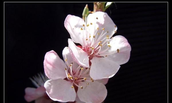 孤独的花朵（探寻孤独之美）