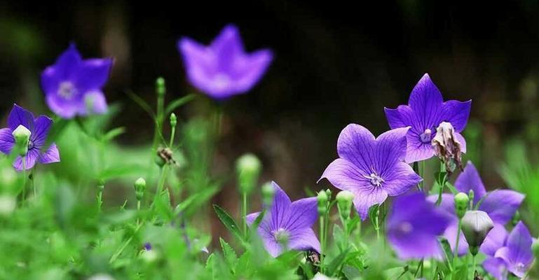 孤独的花朵（探寻孤独之美）