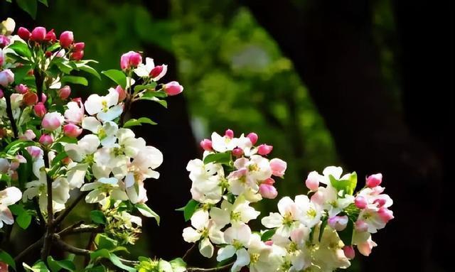 以百合花代表善良（百合花的象征意义与善良的内涵）